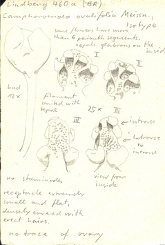 Vorschaubild Camphoromoea ovalifolia Meisn.